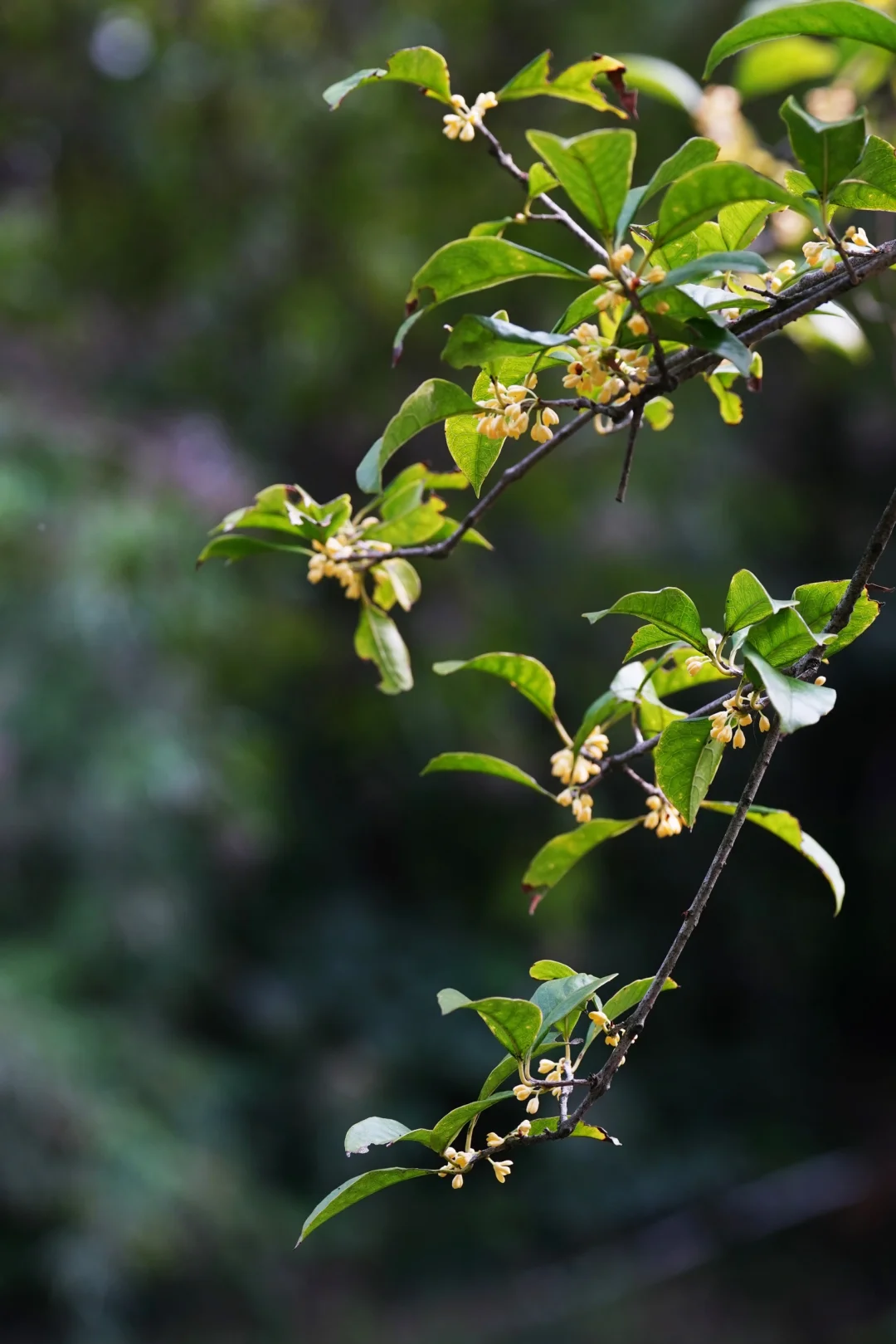 桂子飘香（一）