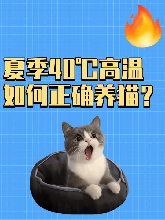 夏季40℃高温，如何正确养猫？