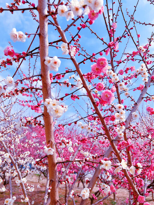 美哭了！西山岛的免费赏梅地早春限定浪漫🌸