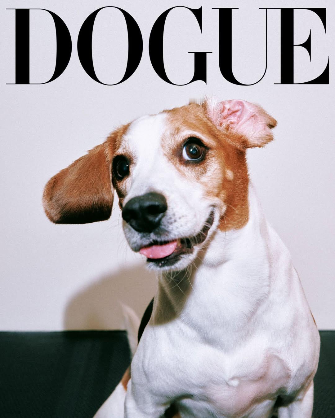 王净和堪吉登上VOGUE  美女养烂狗🤣王净坦承，“勘吉的到来完全不在我的人生