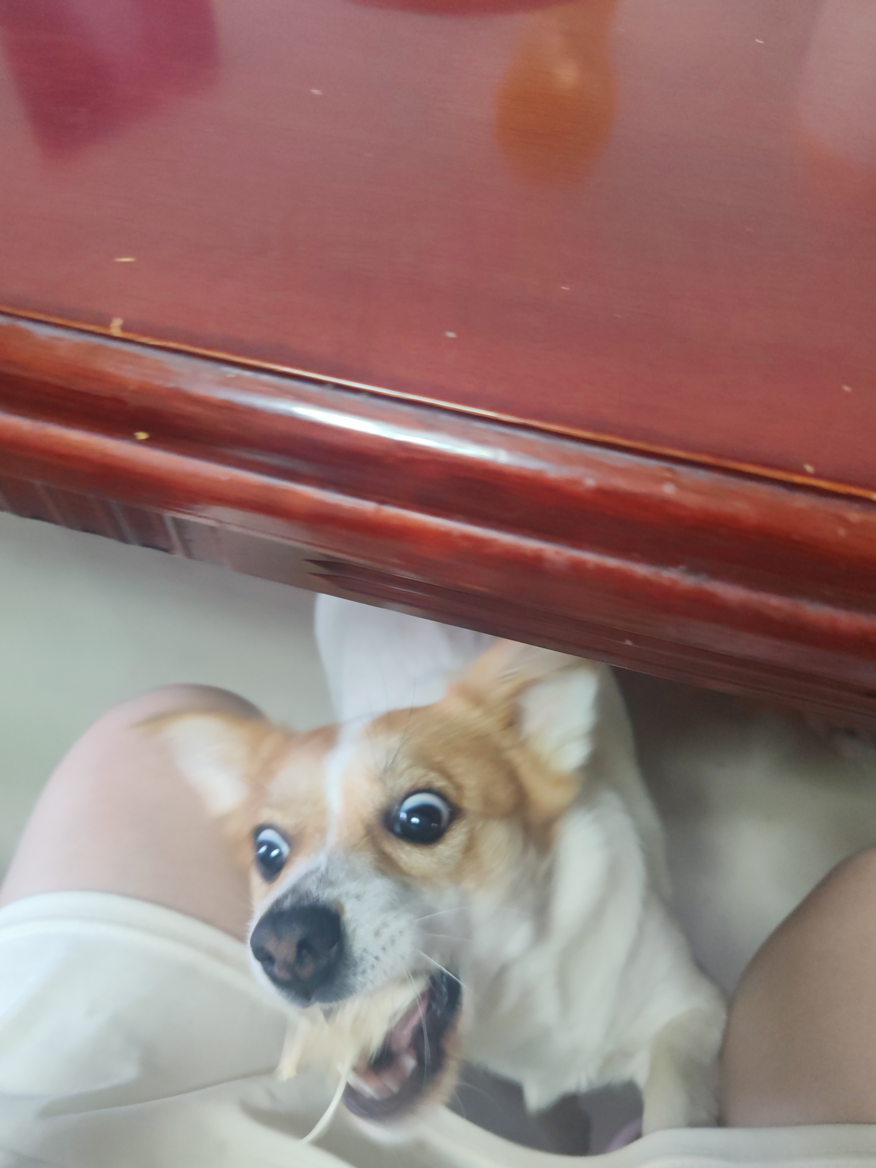 发点小狗！ 
