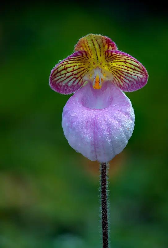 继“二舅月季”后，博主“植物眼”为新品种兜兰征名，“炸糊的花生米戴黄帽”以超20