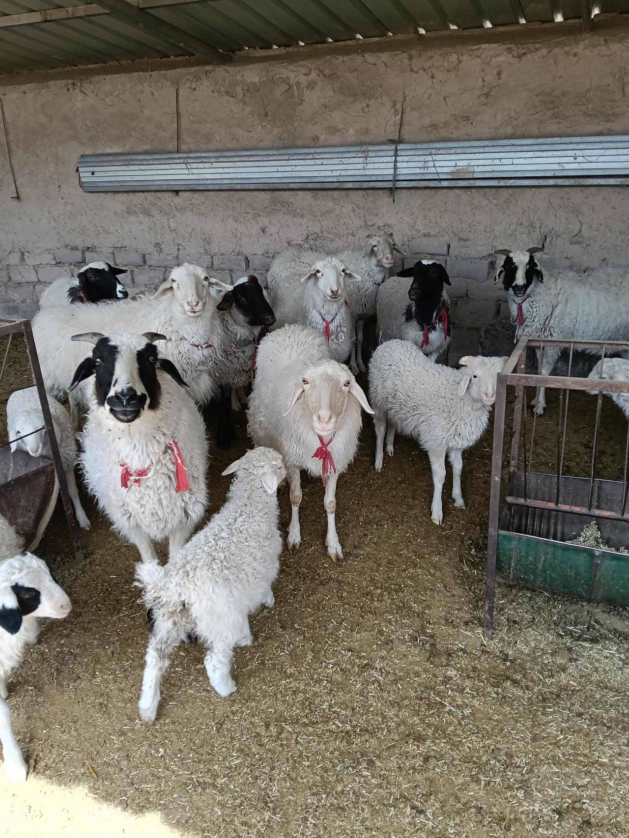 早喂羊是对的，当羊吃草欲望超强烈的时候去喂，那效果杠杠的。就拿我家羊来说，每天早