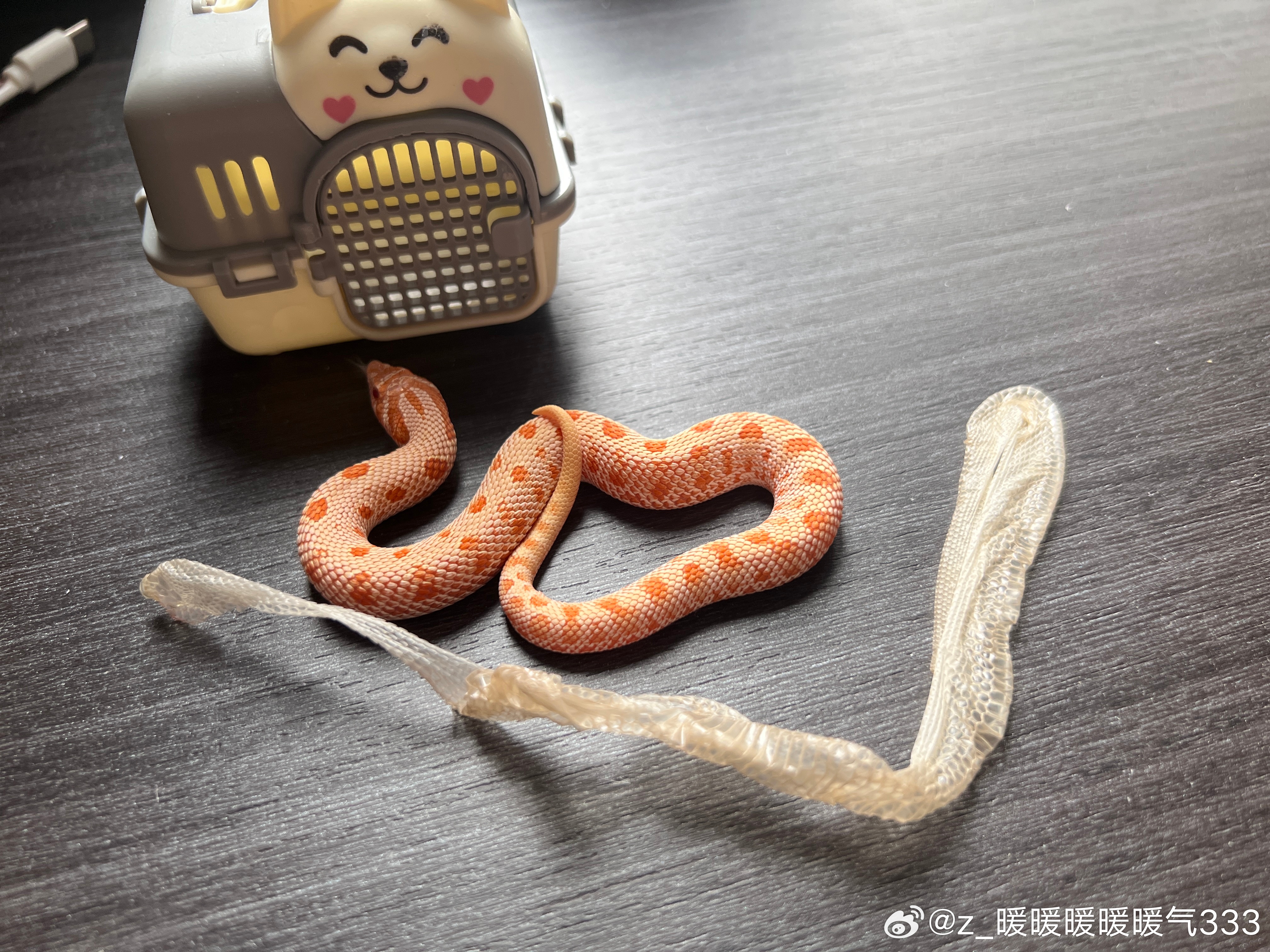 孩子到家两个月了终于完成了第一次蜕皮 ​​​