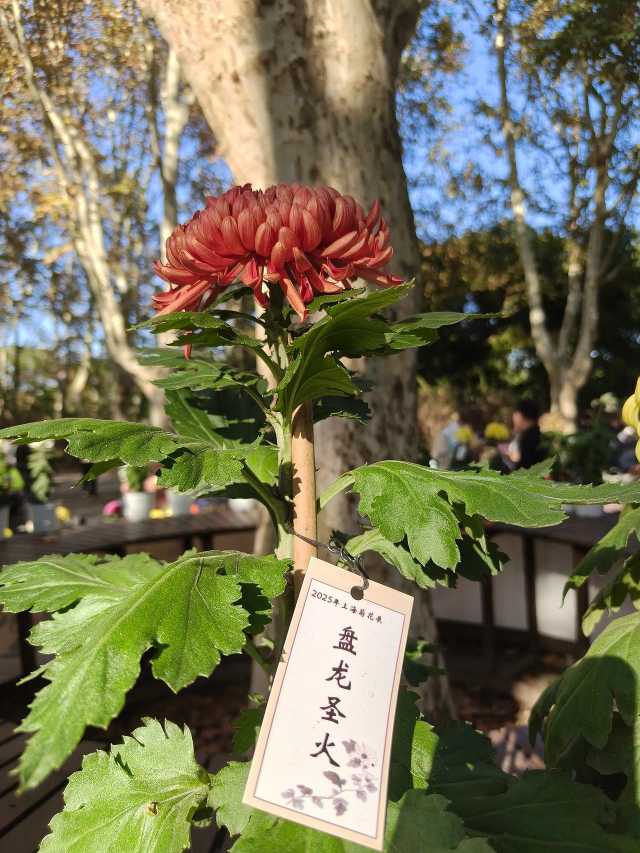 冬日美景随手拍实景图分享！

共青森林公园菊花展随手拍～

🌼🌼🌼🌼🌿