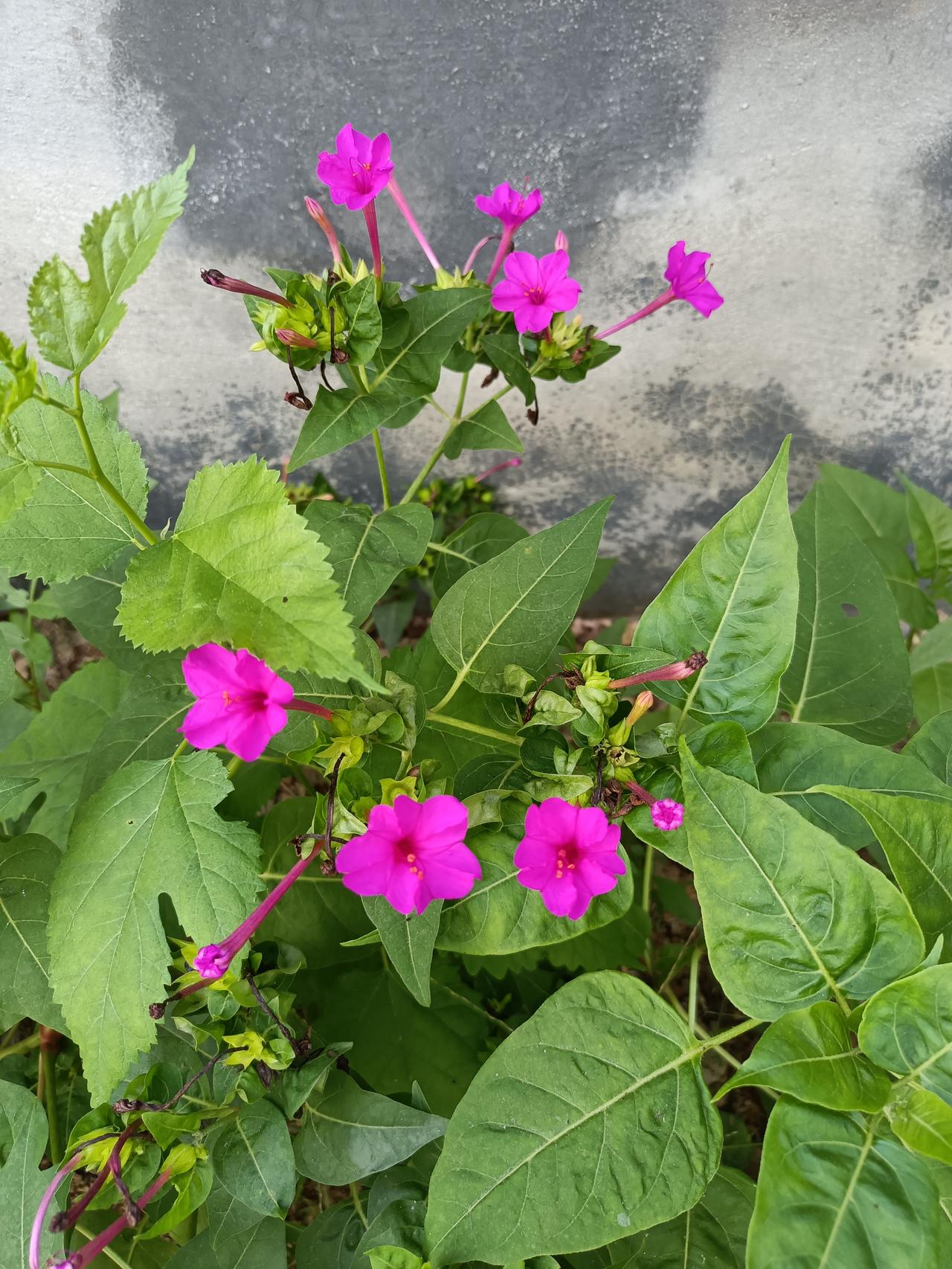独特的红色花，开得很鲜艳。在你们那边，这花叫什么名字？