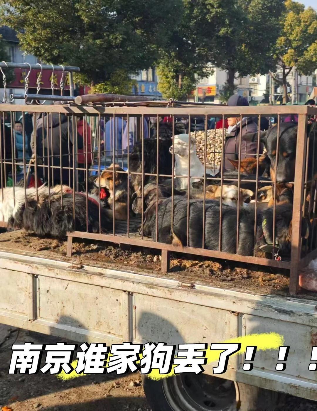 南京金牛湖菜场！！
看看谁家的狗丢了！！里面一只德牧直接被打死了！！