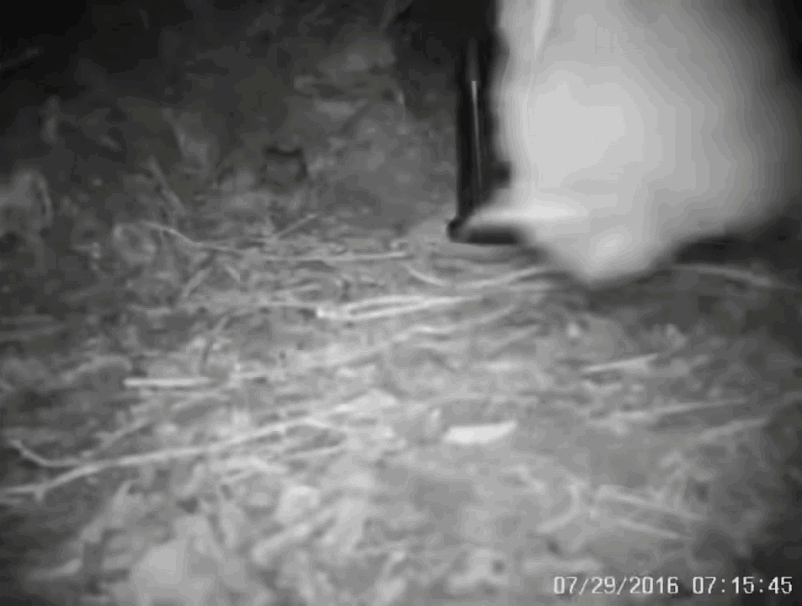 不管是猫派狗派都给我来看因为发现饲料而超级兴奋的几维鸟…… 
