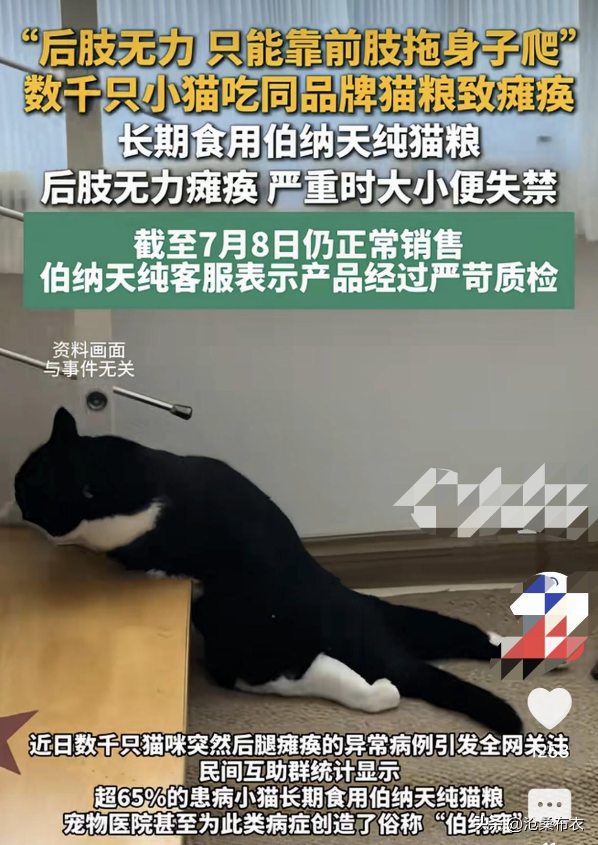 养猫人的天塌了！长期食用某款猫粮的小猫出现后肢无瘫痪并拌有大小便失便！