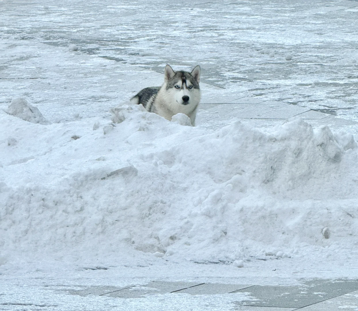 雪橇犬终于看到雪了