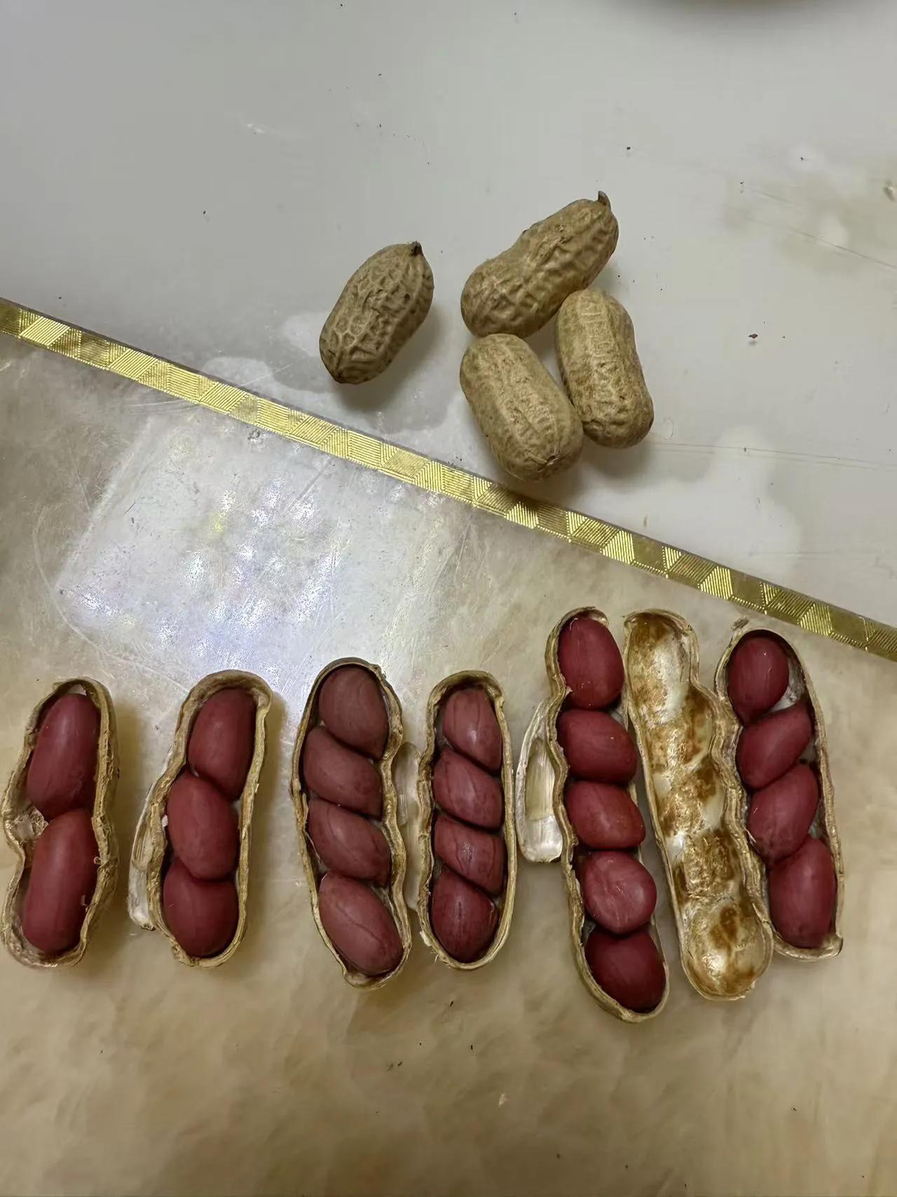 花生满盘香，粒粒欲入口。