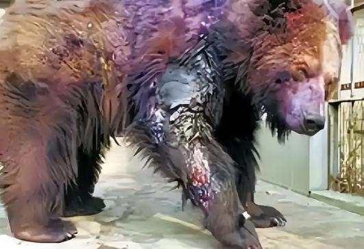 2002年，22岁的清华高材生刘海洋，在动物园将浓硫酸先后泼向五只熊，本以为会遭