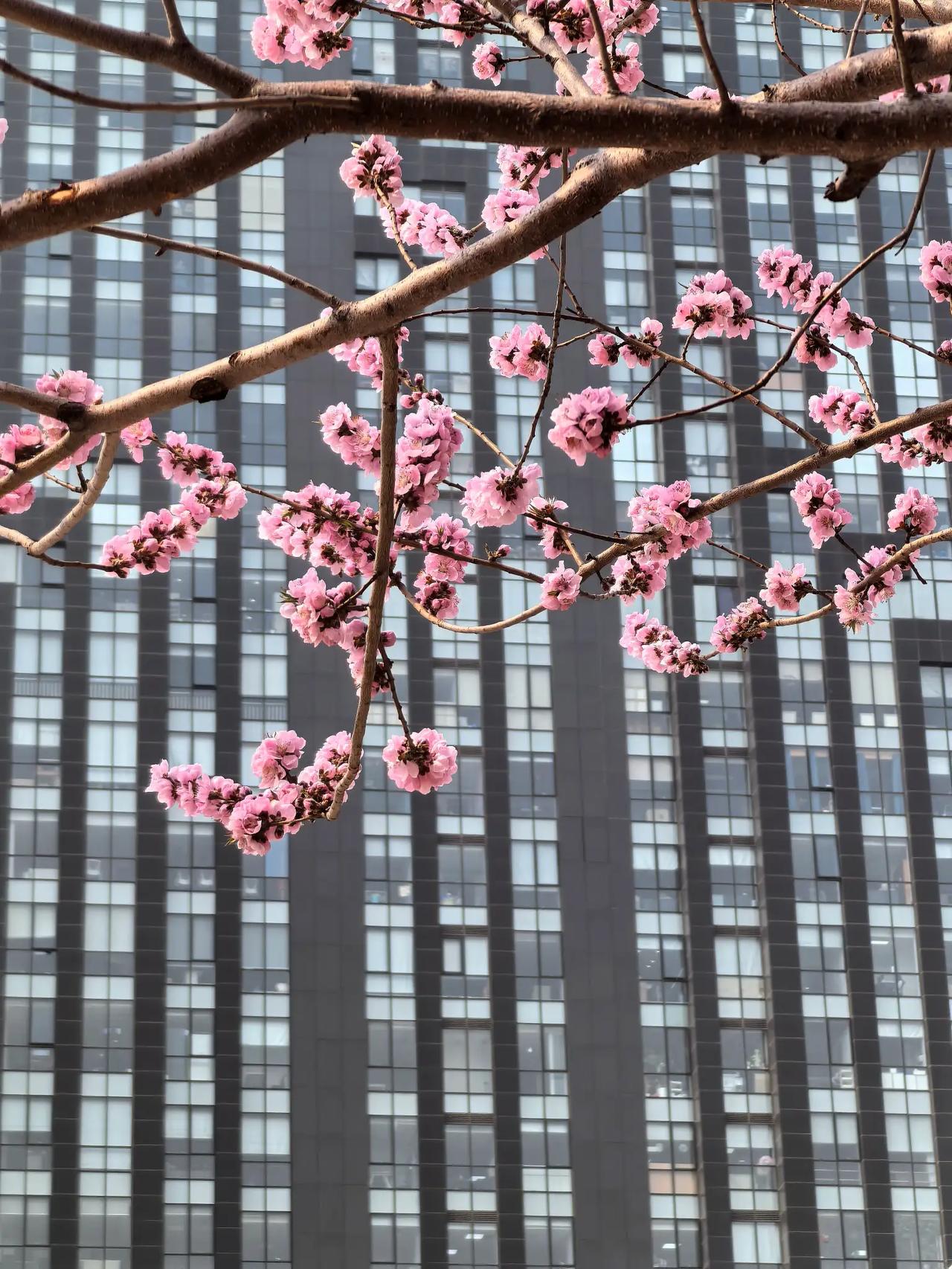 手机拍花也能卷出新意！
