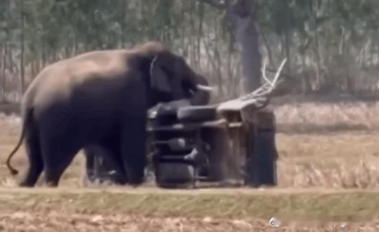 泰过一公象相亲时遭催促怒踩主人 主人肺部撕裂2月20日，泰国武里南府一名叫Phe