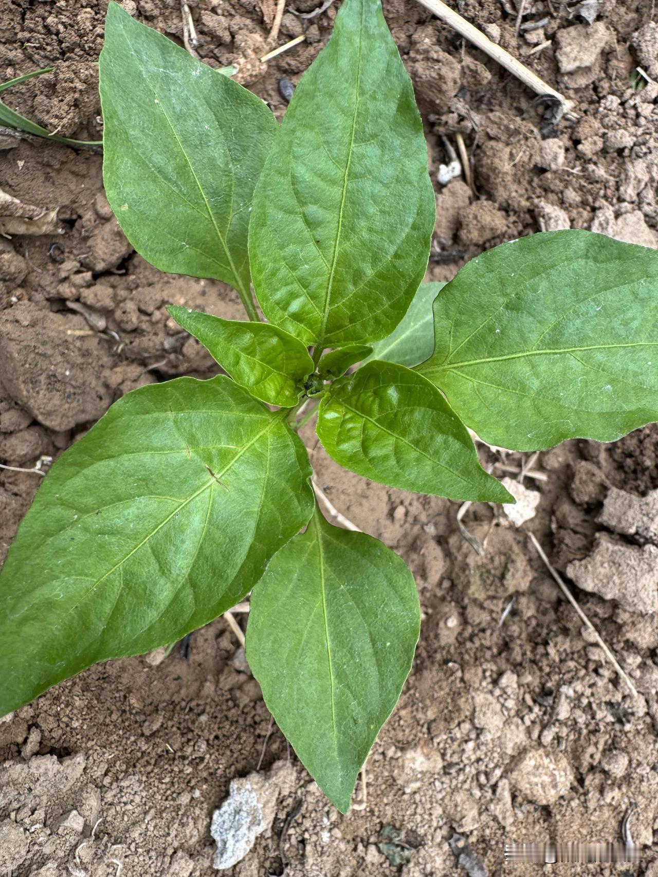 前两个是我买的辣椒苗，5块钱买了7颗。都种上了，现在长得挺好。
后一个是插的葡萄