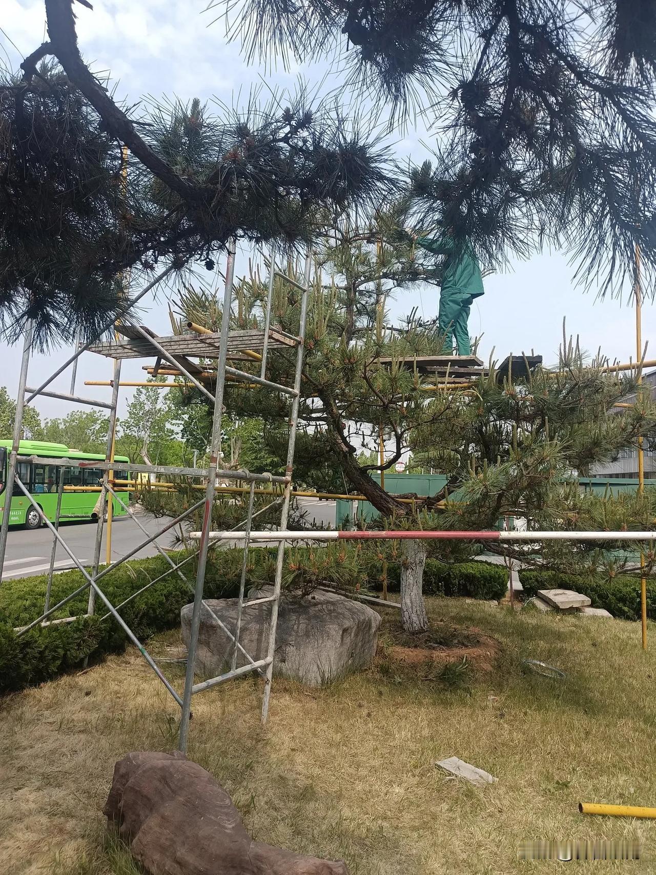 今天参加学校义务劳动一一修剪松树。

我们几个人先是组装活动架，又用架杆搭脚手架