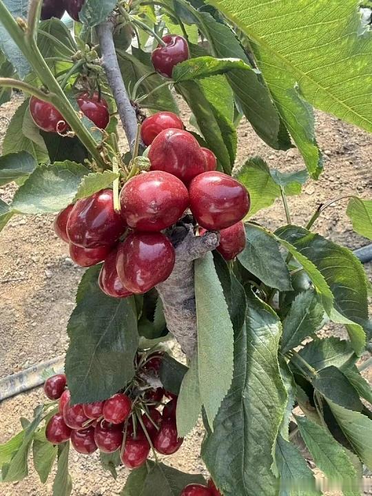 顶级美味水果都藏在小众小城，把一味鲜果做成城市招牌，夏日正值最佳赏味期🍒山东烟