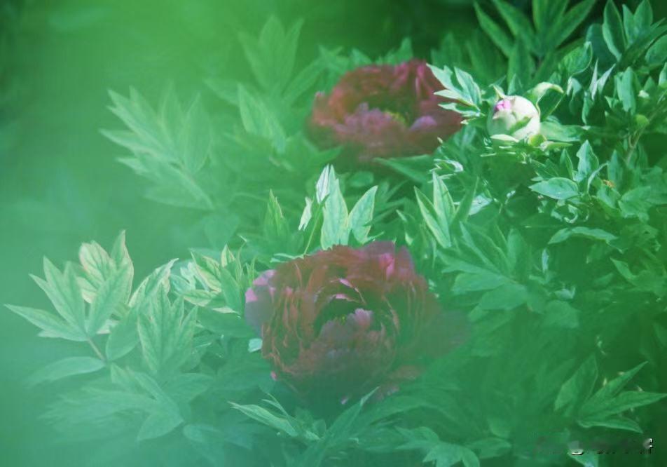 我喜欢隔着缝隙看花，这些缝隙包括花、叶和颈。就像看美女，直视一直看你不礼貌的，再