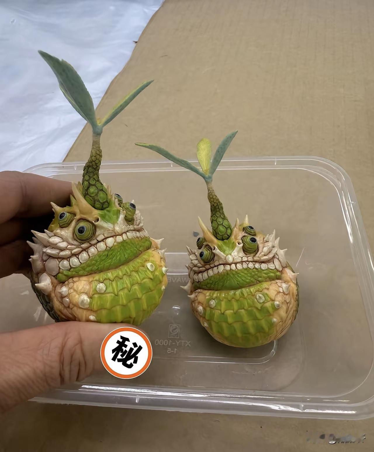 看你这个植物的面相，是可以大战僵尸的。[捂脸]