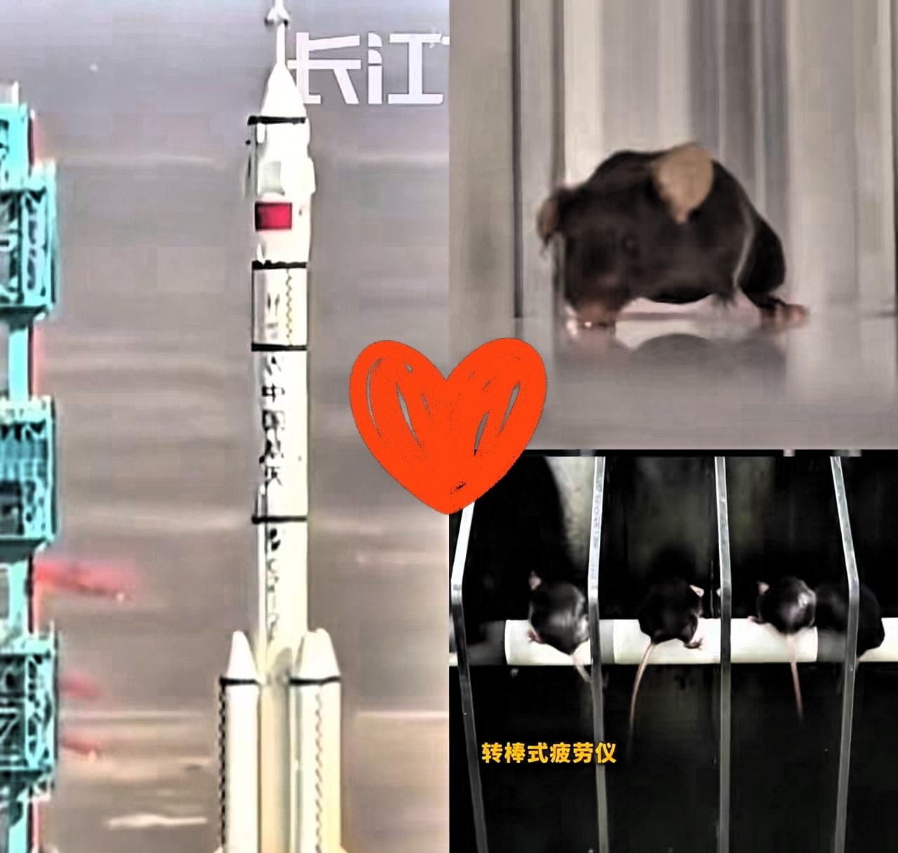 这四只老鼠火遍全球！
和航天员一起上太空，凭实力赢麻了

谁能想到，这次和航天员