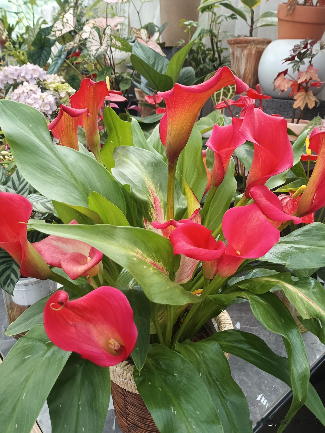 陪孙
说好的周日孙女来我这，我收拾完，八点半出门接孙女。
还是带些水果过去。
一