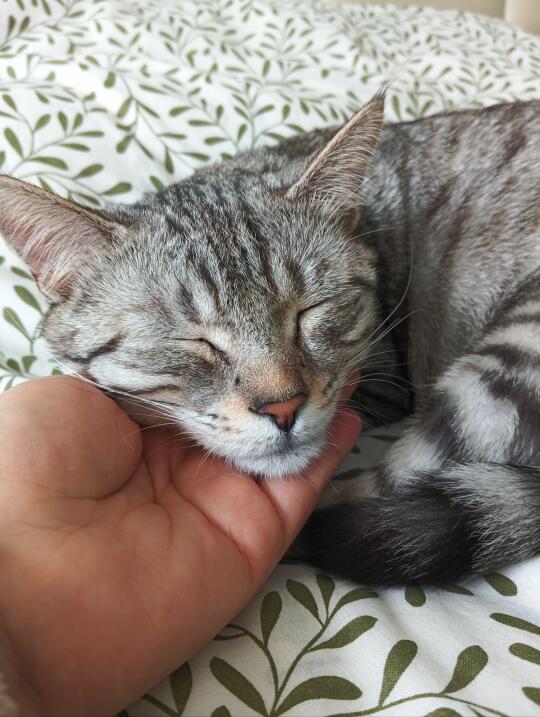 这是猫咪该有的脸吗？