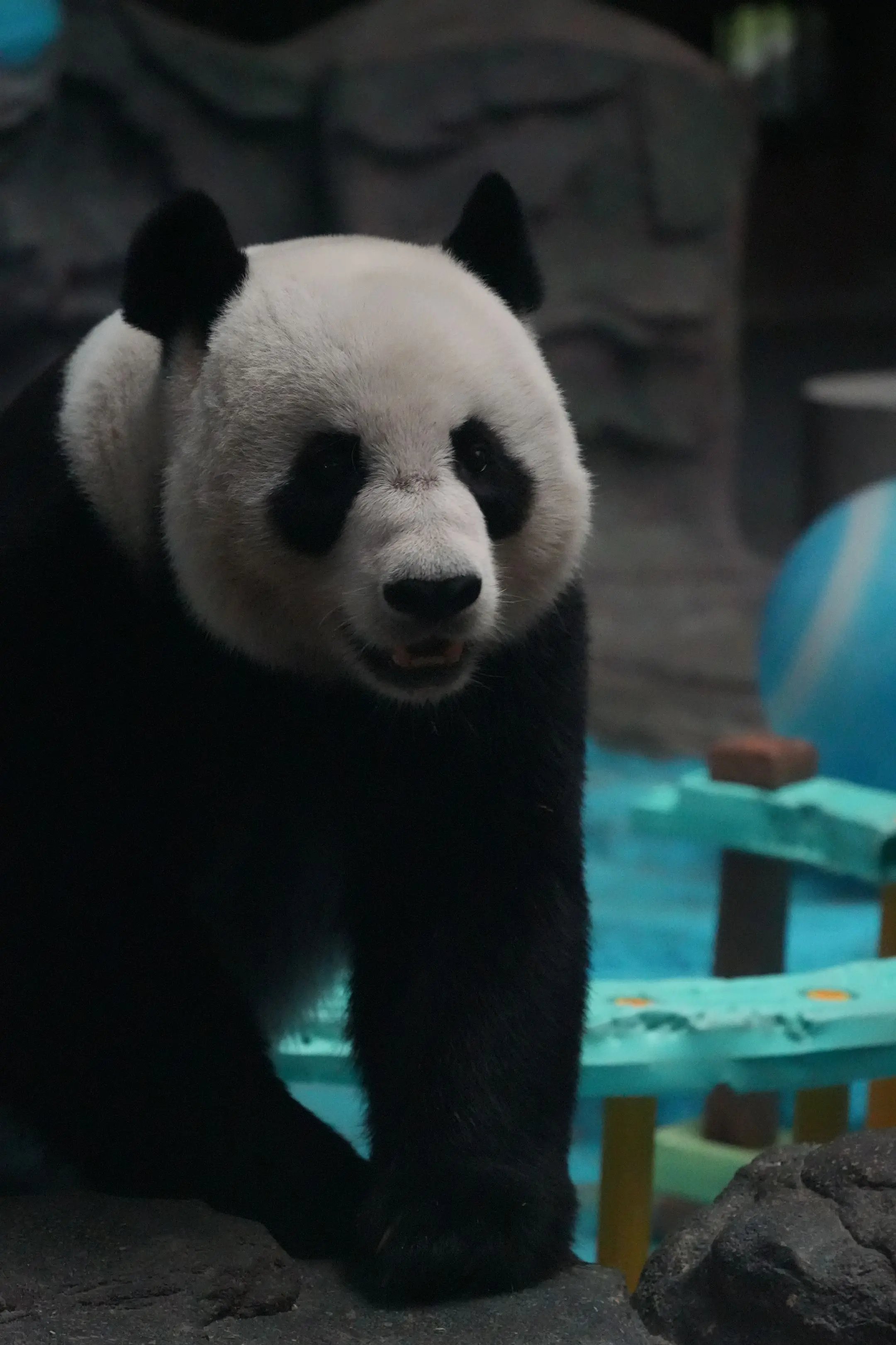 珍大，让我再次相信光！（和星一一样，就算等再暗，也能看到它的光头，它也...