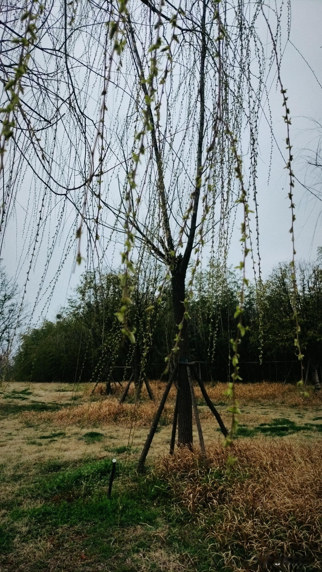 春已至，今年的春格外来得早些，柳树发芽，野鸭子🦆浮水，地里的油菜花儿也开了，听