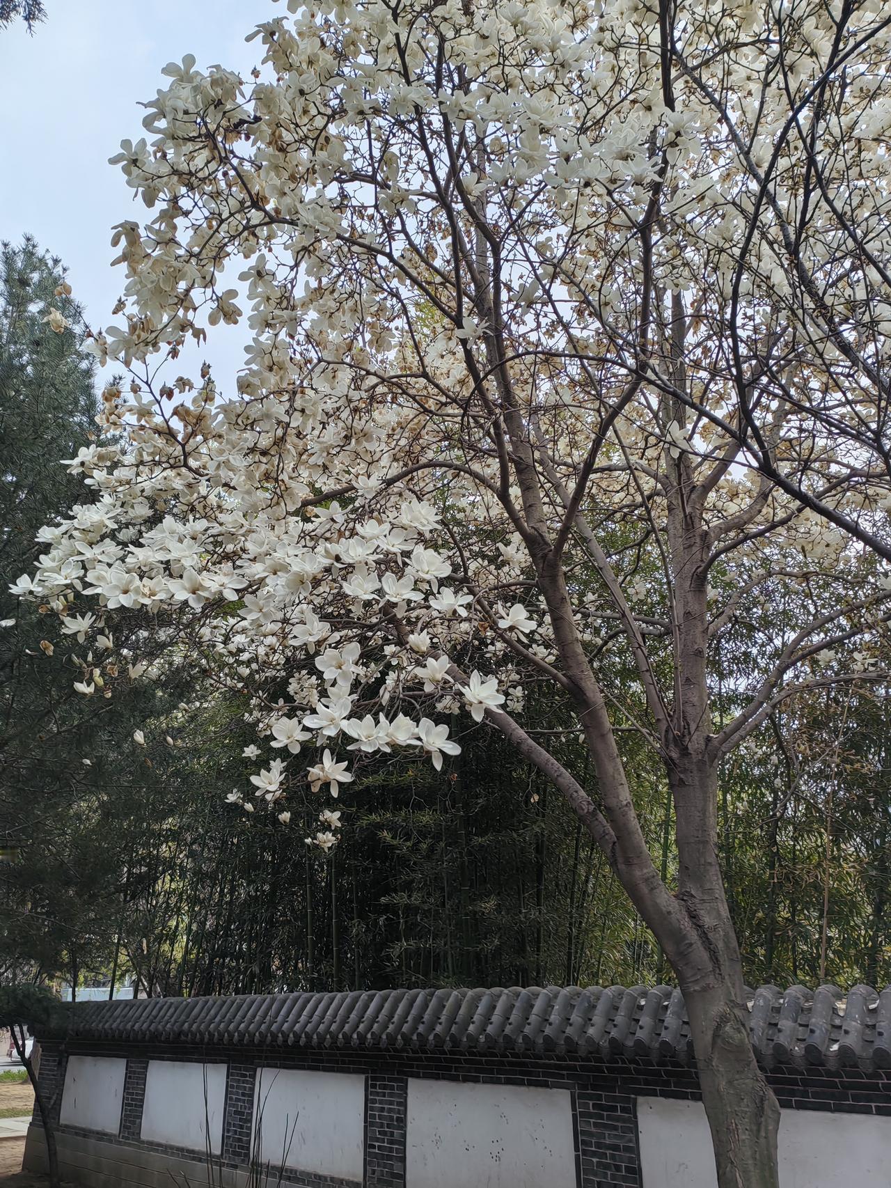 墙内翠竹墙外花，一青一白完美搭。
翠竹挺拔迎春风，木棉娇美气质佳。
这首诗作的怎