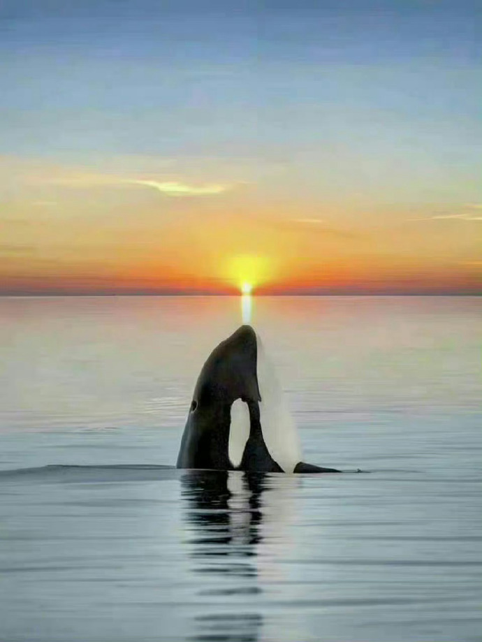 看到这鲸鱼的人  20s评论定会幸运一整年 🐳 