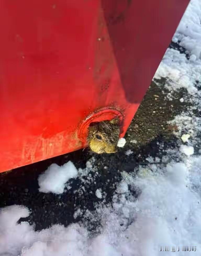 这只叫冬青的松鼠，大概是圣诞夜最幸运的小家伙了。

不是因为节日气氛浓厚，也不是