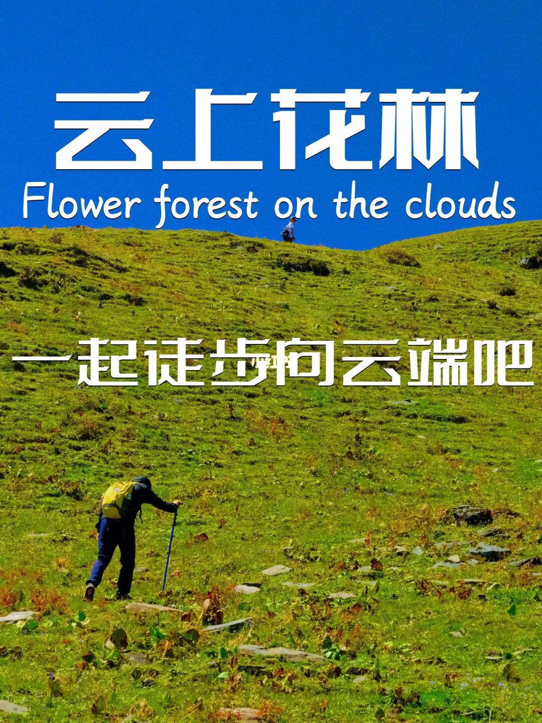 云上花林｜被我发现啦！巴朗山小众美景