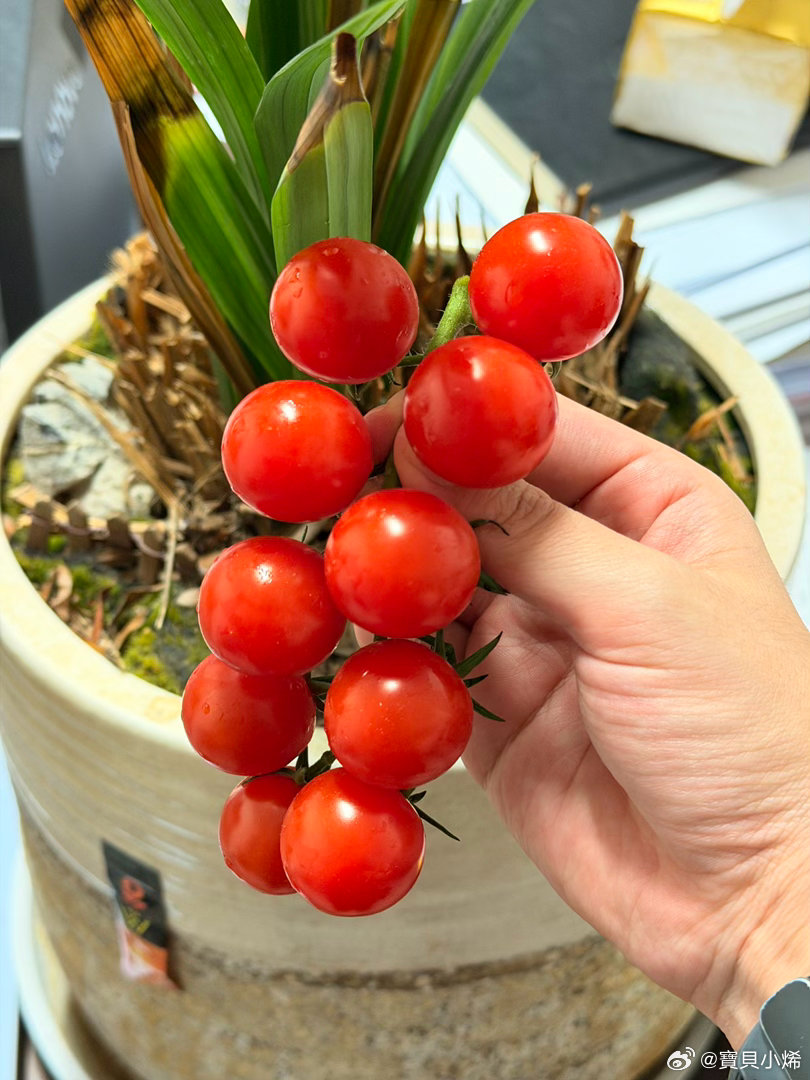 同事送来的小番茄🍅刚好今天没有来得及补充维生素 不错不错😋 
