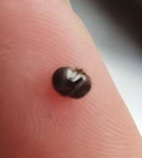 家人朋友万能的网友们，大家快来猜猜这是什么？能猜到的绝对牛[赞][赞][赞]
友
