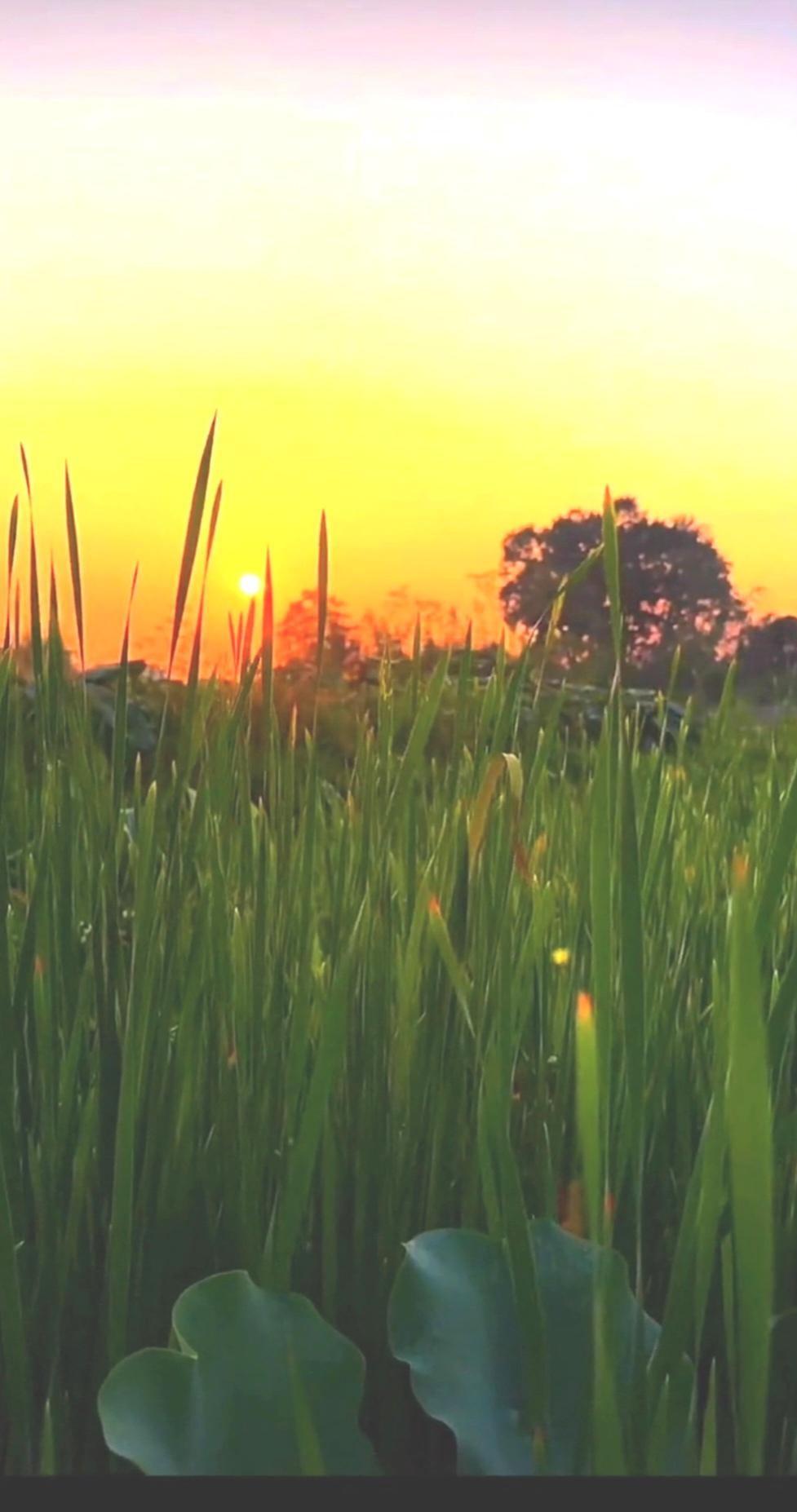 夕阳西下，日常生活随手拍，你觉得这落日的夕阳很美吗？