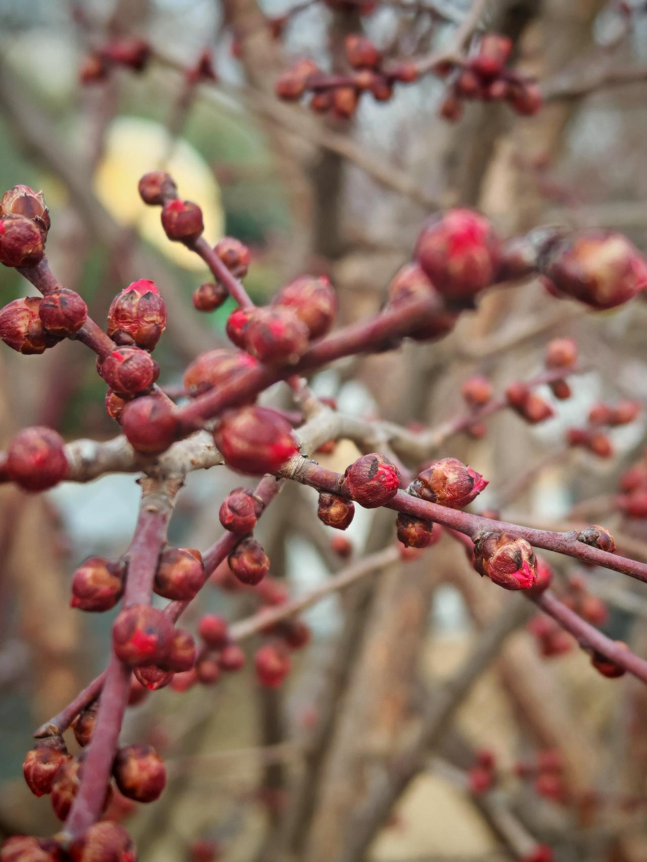 早晨推开窗，好家伙，鸟聚在开会了！叽叽喳喳的声音像炸开了锅。它们在枝头蹦蹦跳跳，