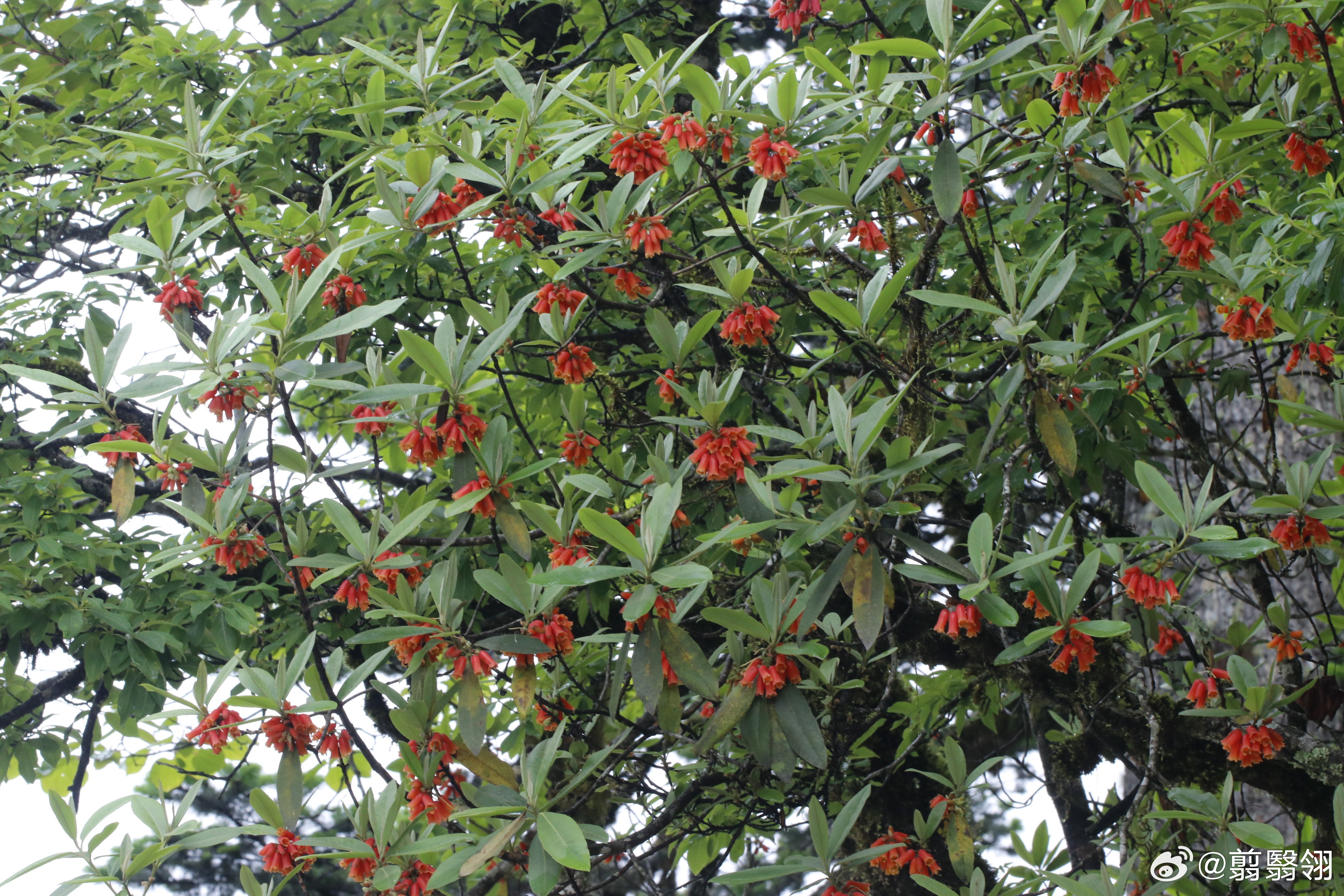 翦氏物语 Rhododendron tenuifolium 薄叶朱砂杜鹃从未见过