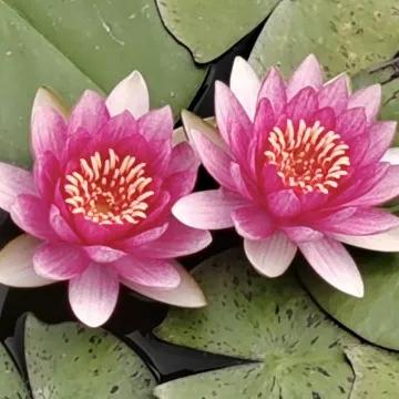 #人这一辈子，什么最值钱#
人这辈子亲情最值钱，如果一个人没有了亲情，那他一定是