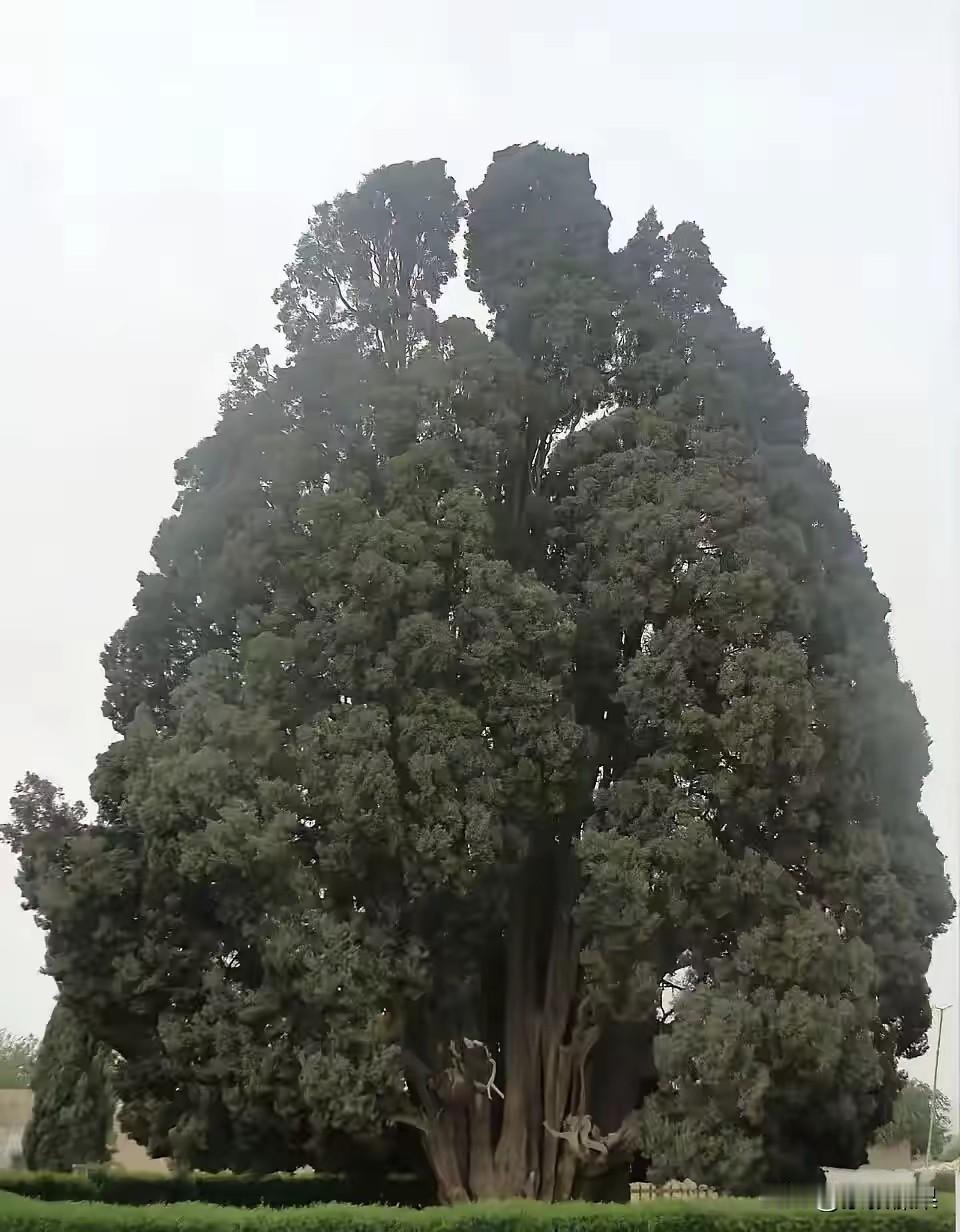 伊朗总统发布一张千年古树照片。树龄居然长达4500年？此树可以见证伊朗是历史悠久