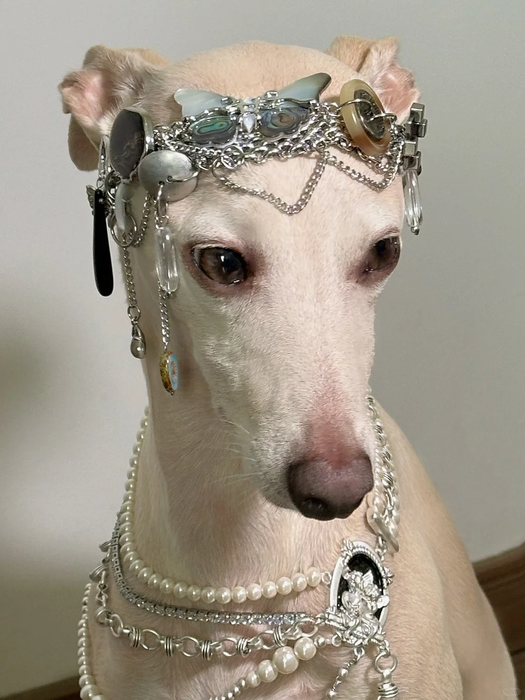 美神降临✨