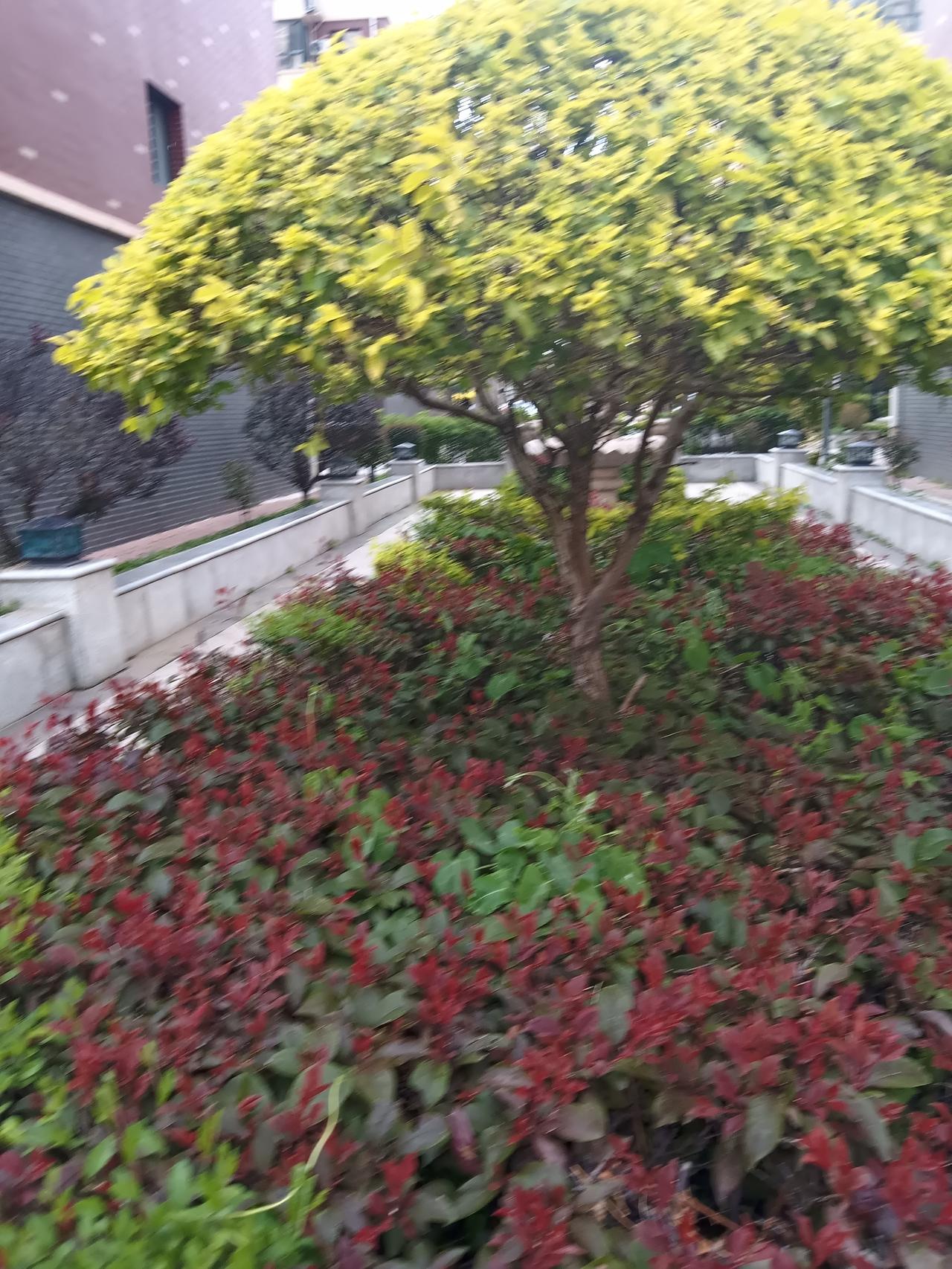 绿意盎然的庭院，生机勃勃的植物，静谧而美丽。