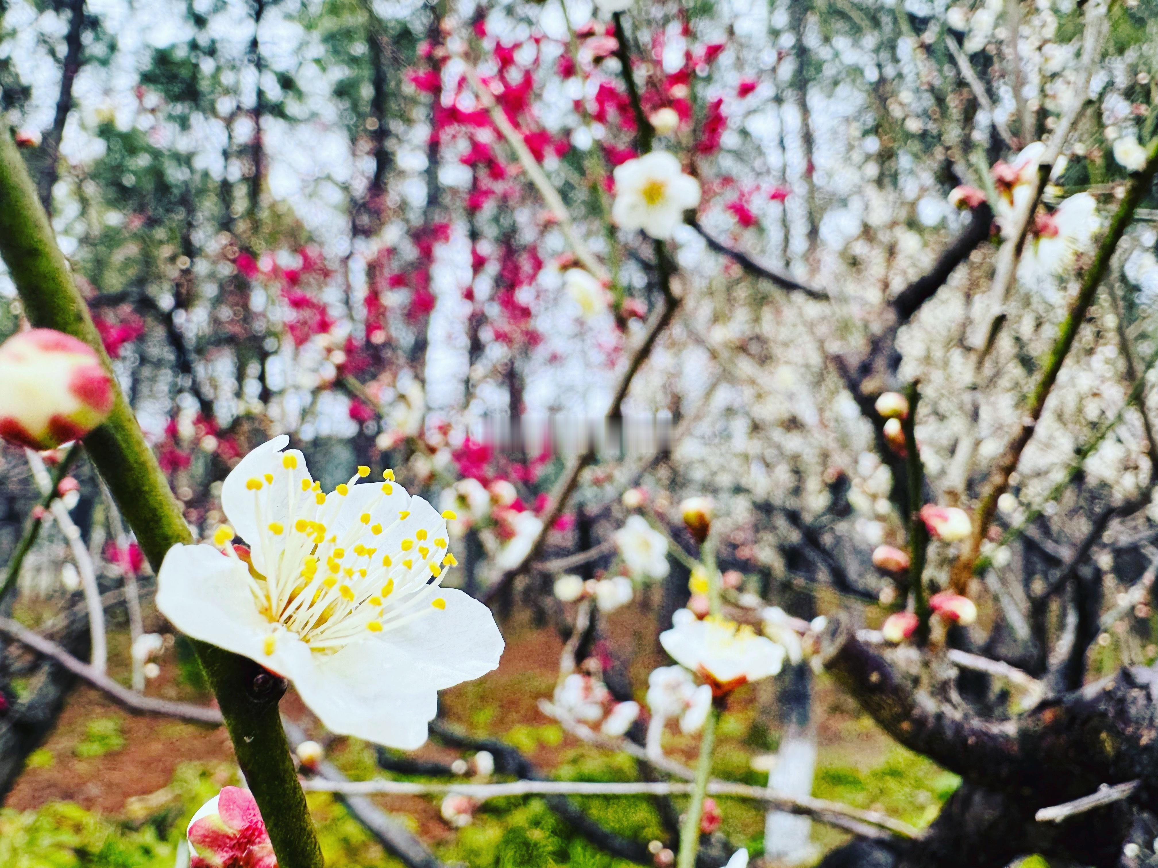 毛主席的《七律·冬云》：“梅花欢喜漫天雪，冻死苍蝇未足奇。” 