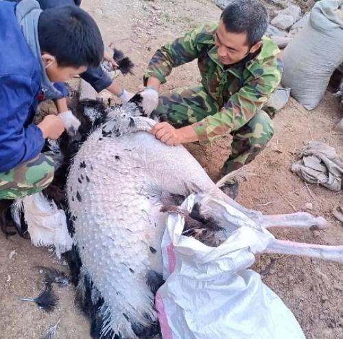 上世纪末，我国专家曾提出建议，用鸵鸟代替部分猪、牛、羊等牲畜进行养殖，并预测鸵鸟