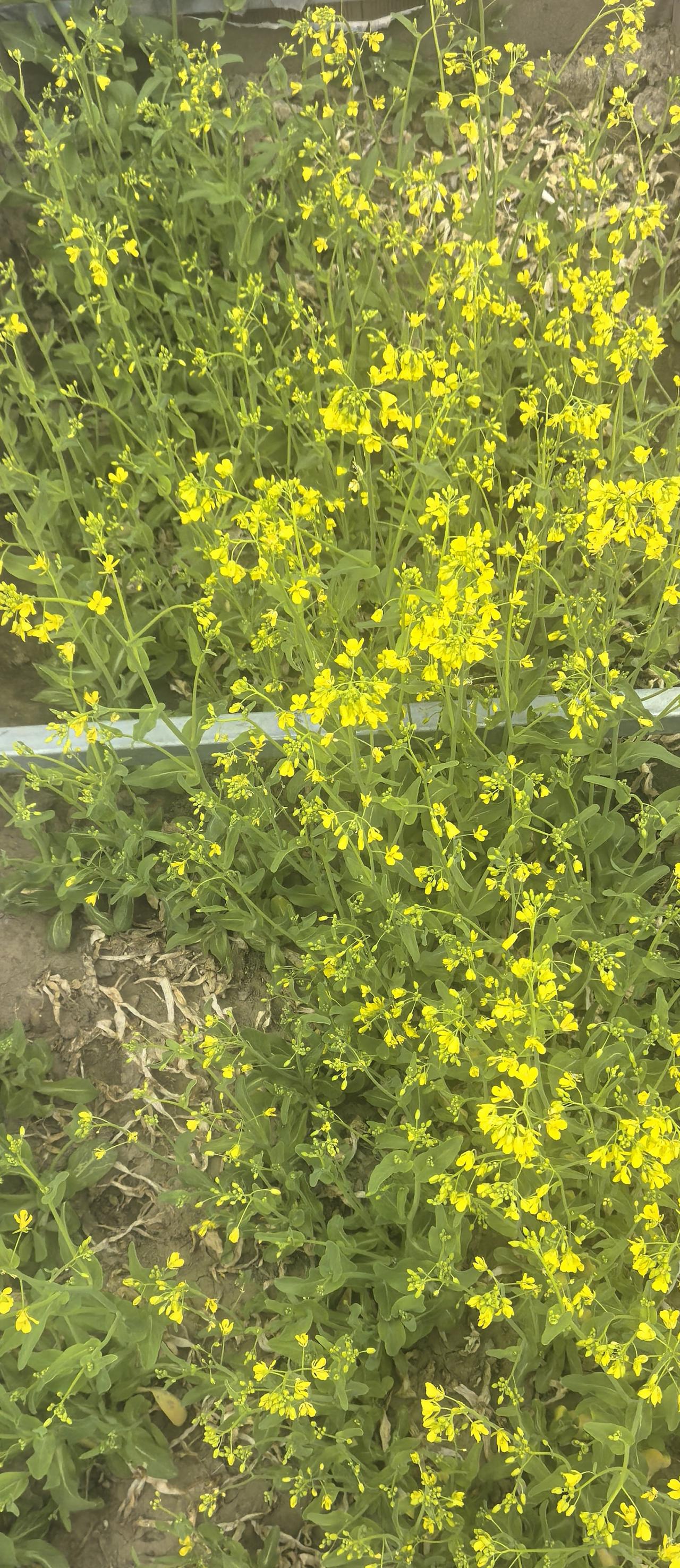 202605。自家也有油菜花。