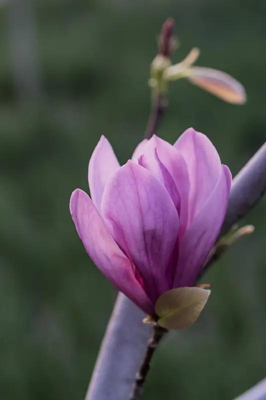 AI妙生图春天的紫玉兰。