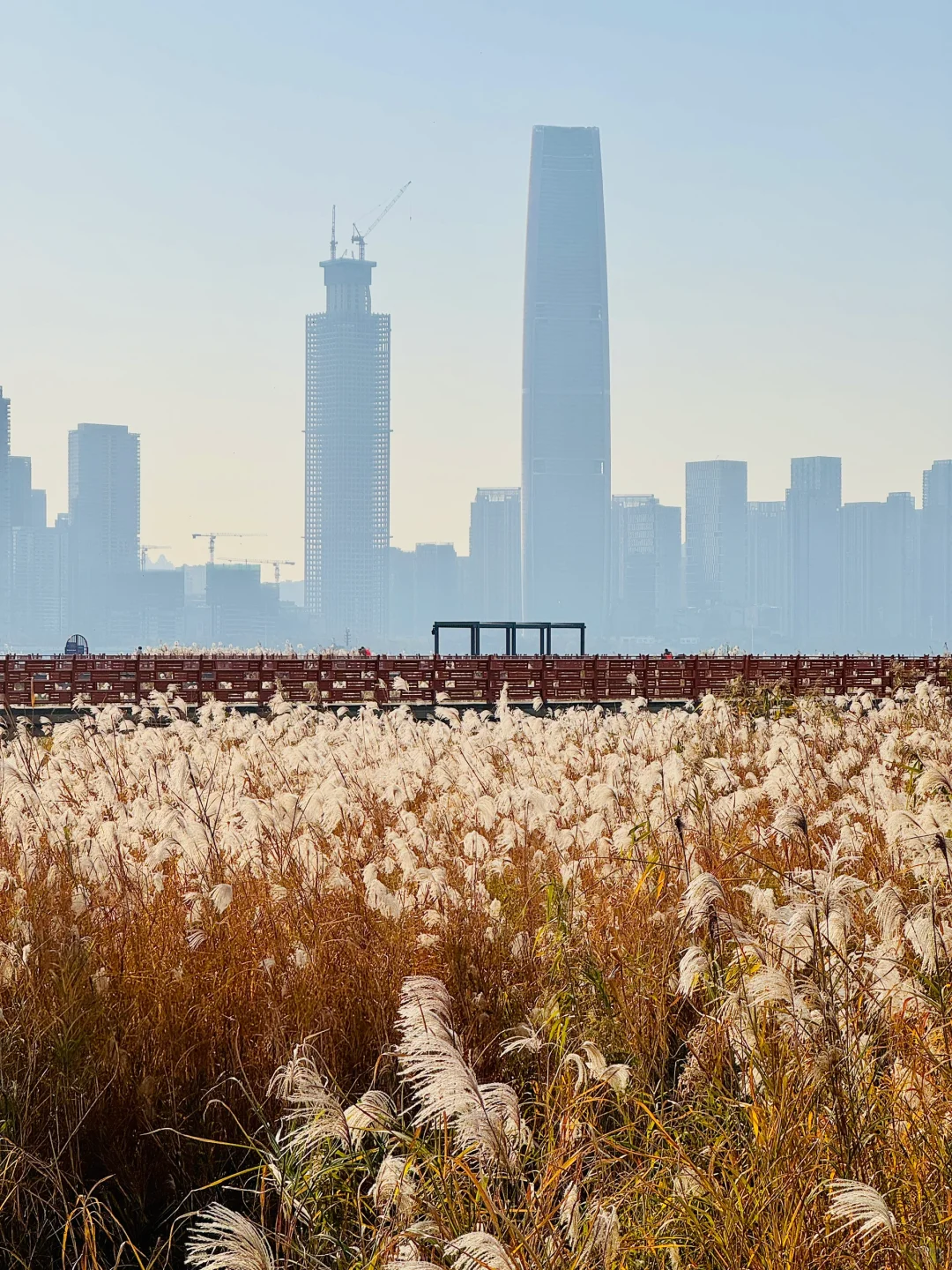 12.18实拍！汉口江滩出来吧！外面全是芦苇！