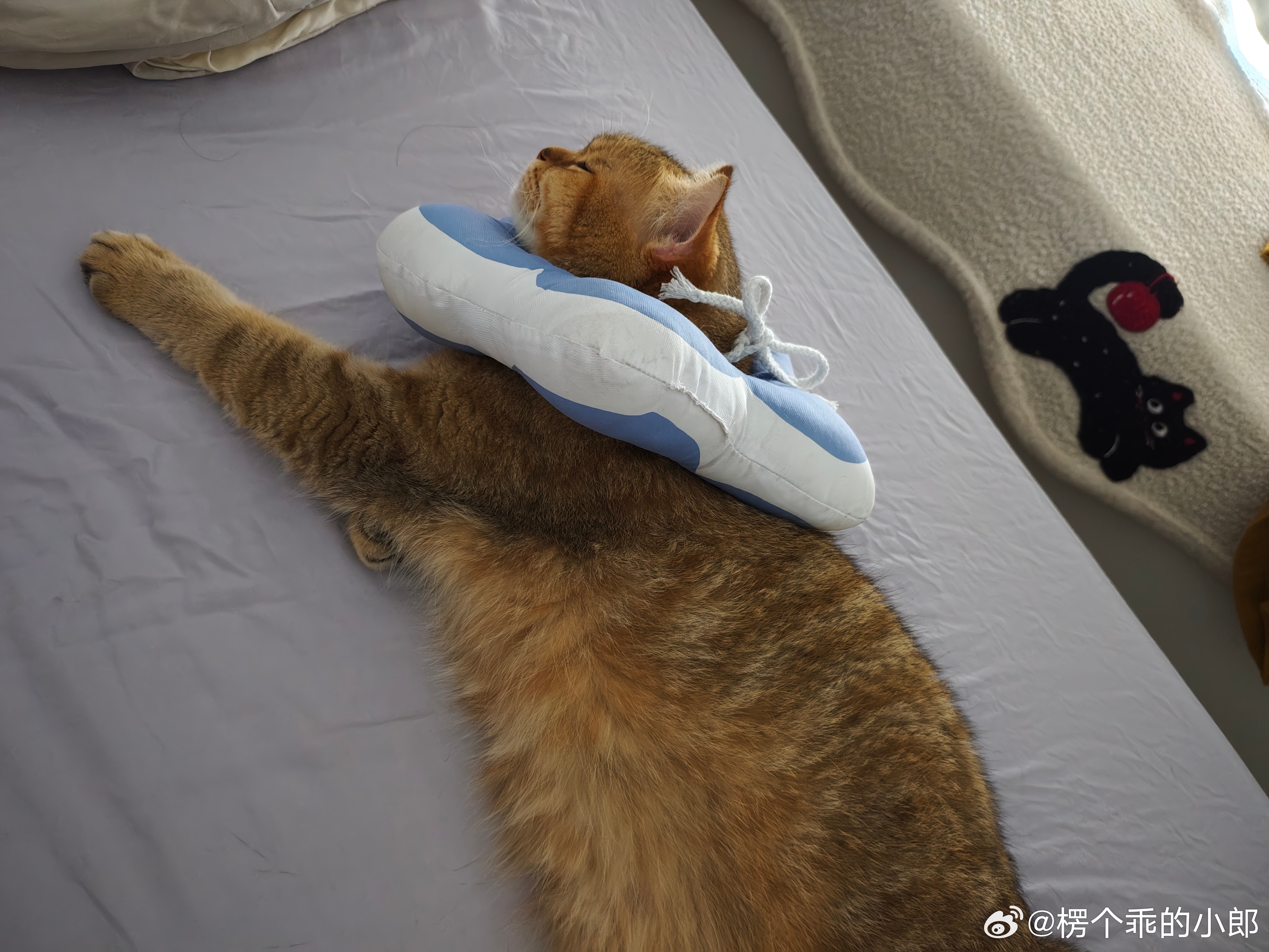 睡个回笼觉，又睡到现在我跟我家狗都很能睡😴 