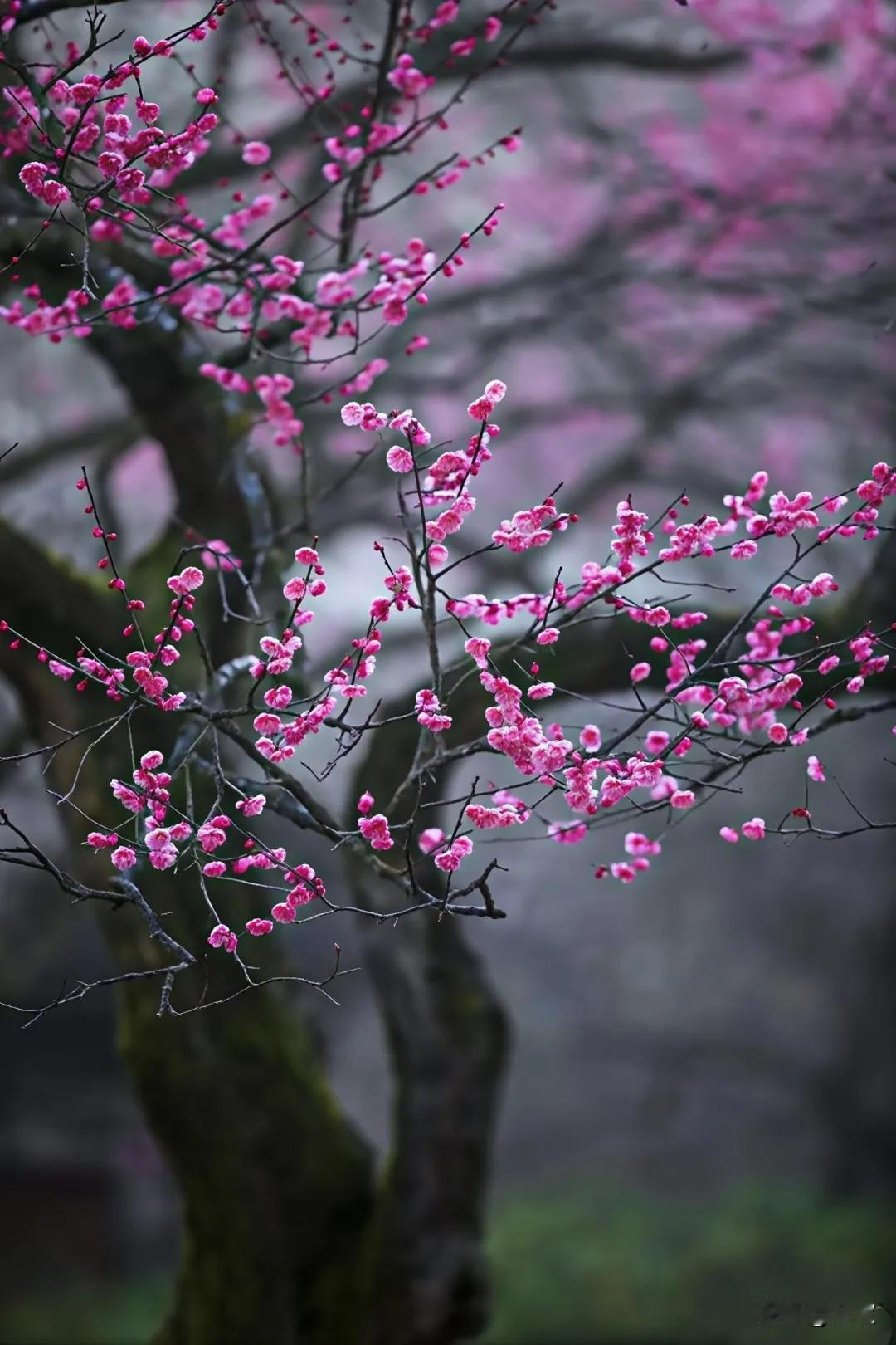 上联:清风作别庭前柳
下联:细雨爱恋陌上花
横批:诗情画意