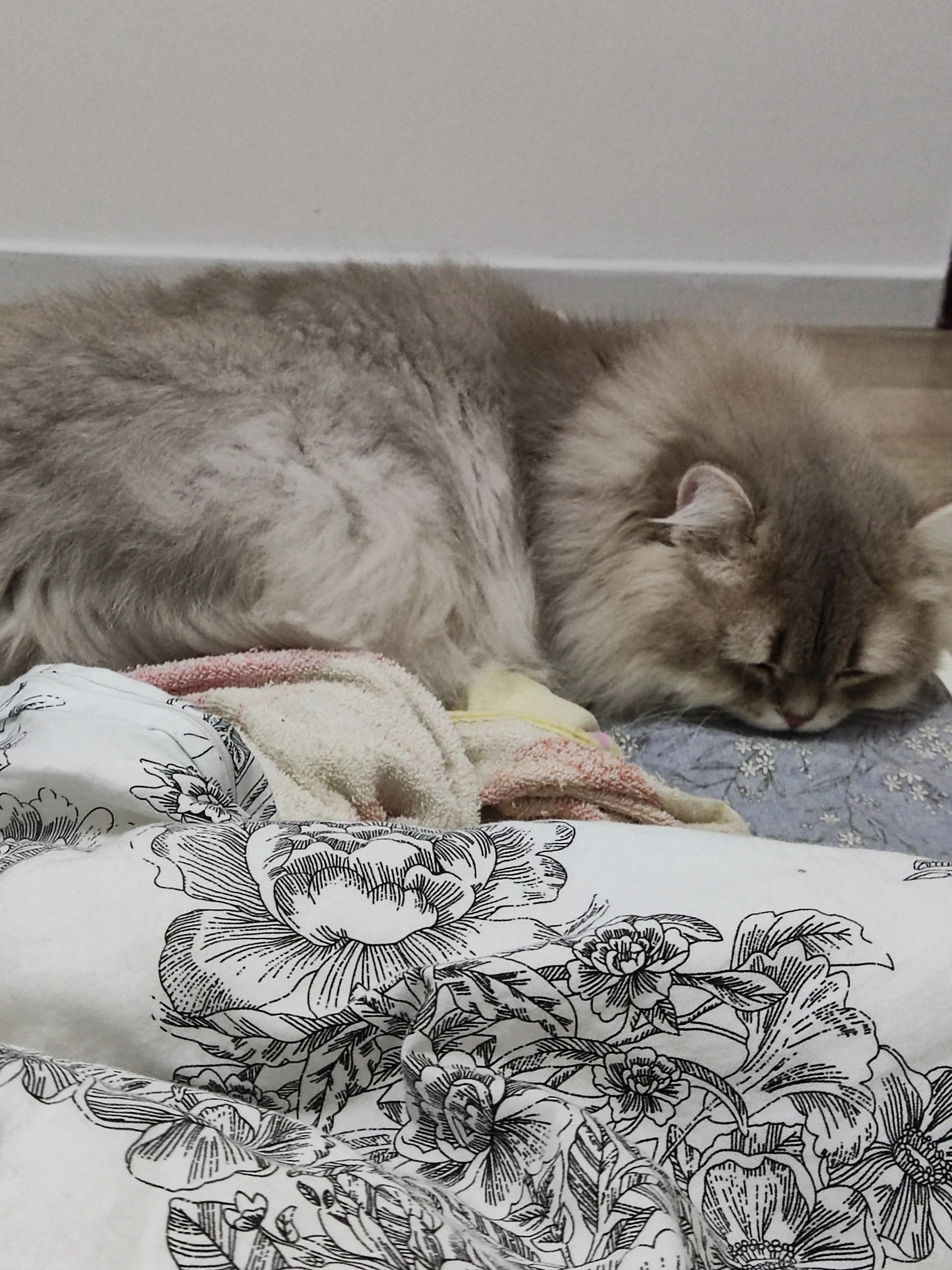 睡觉觉咯 猫咪睡觉觉咯