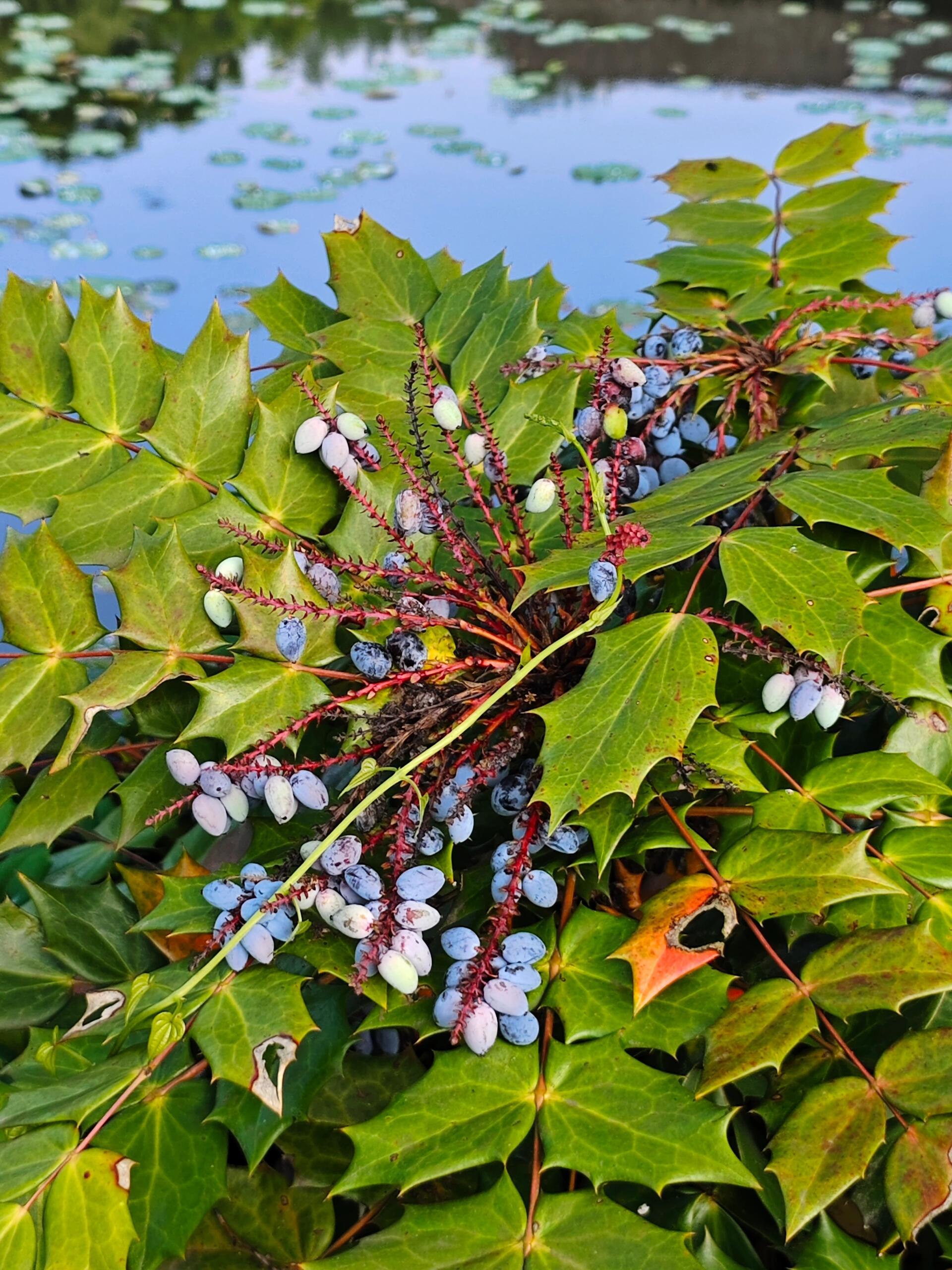 奇妙生物圈植物科普 | 救命！这株植物是来“复仇”的吧？浑身是刺却超有料！🌪️
